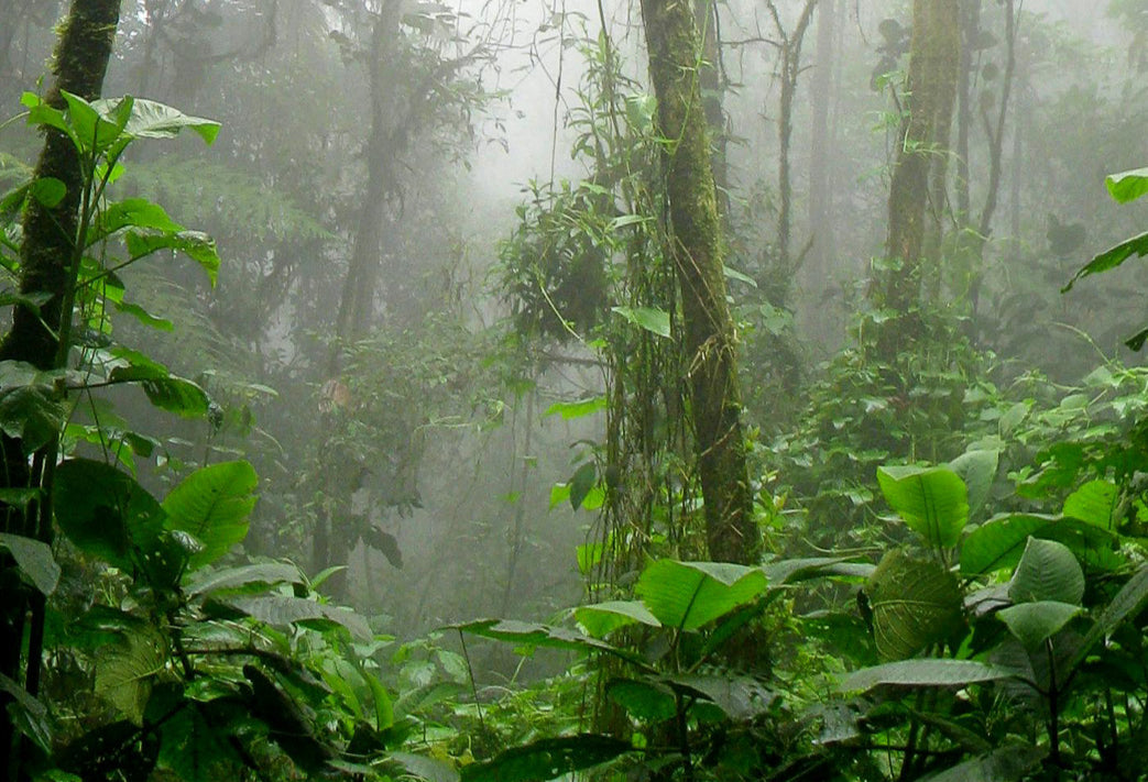 Wild Harvesting in the Amazon