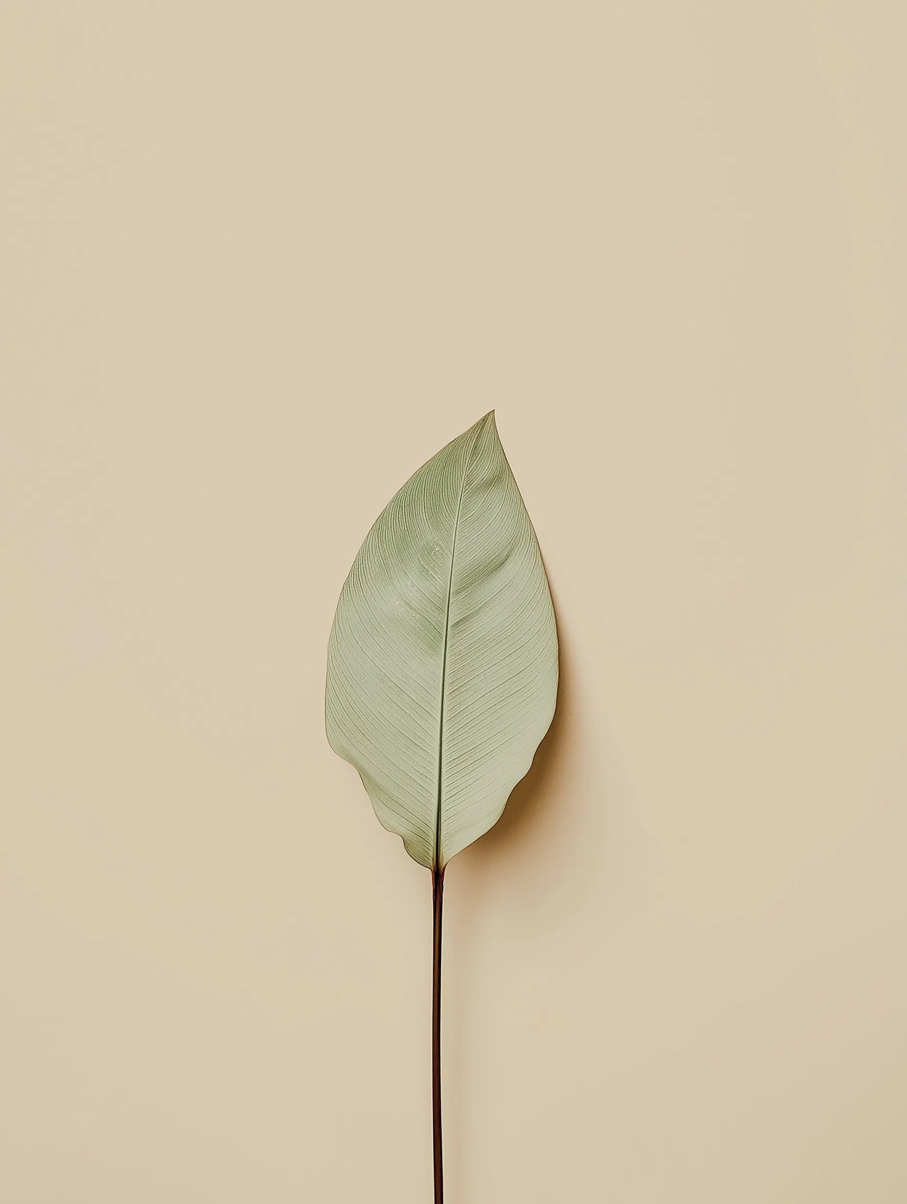 How do Amazonian Botanicals support skin recovery?