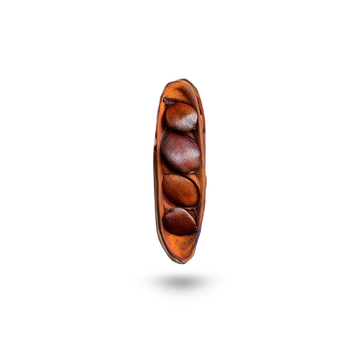 A single row of brown pracaxi seeds in its open pod, floating vertically against a solid white background with a soft drop shadow below.