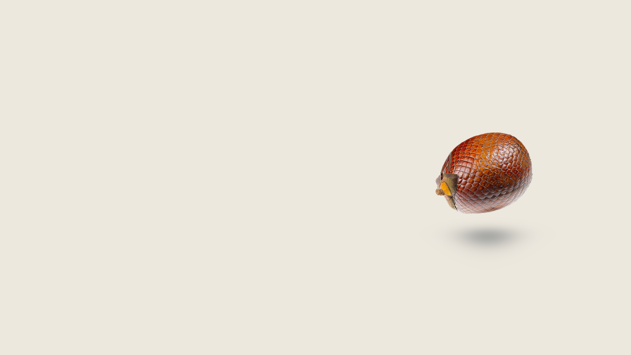 Buriti fruit on a white background