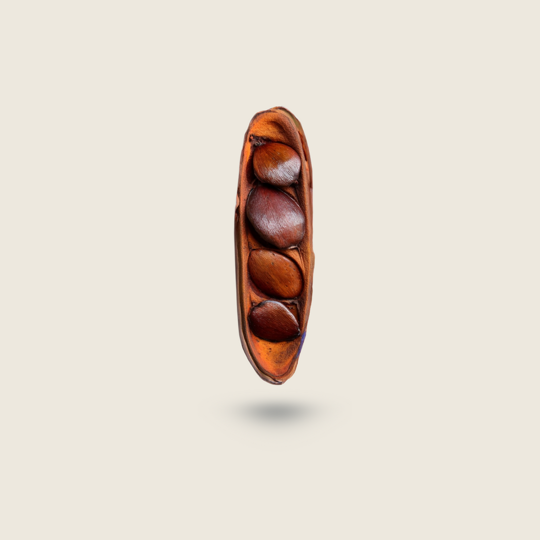 Pracaxi seed pod on a beige background