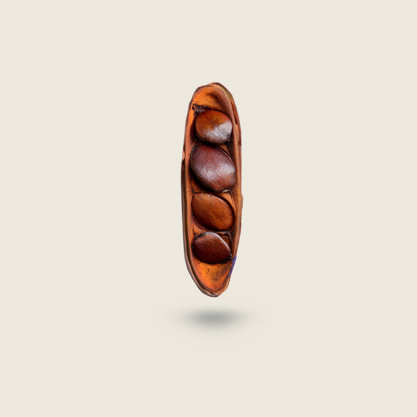 Pracaxi seed pod on a beige background