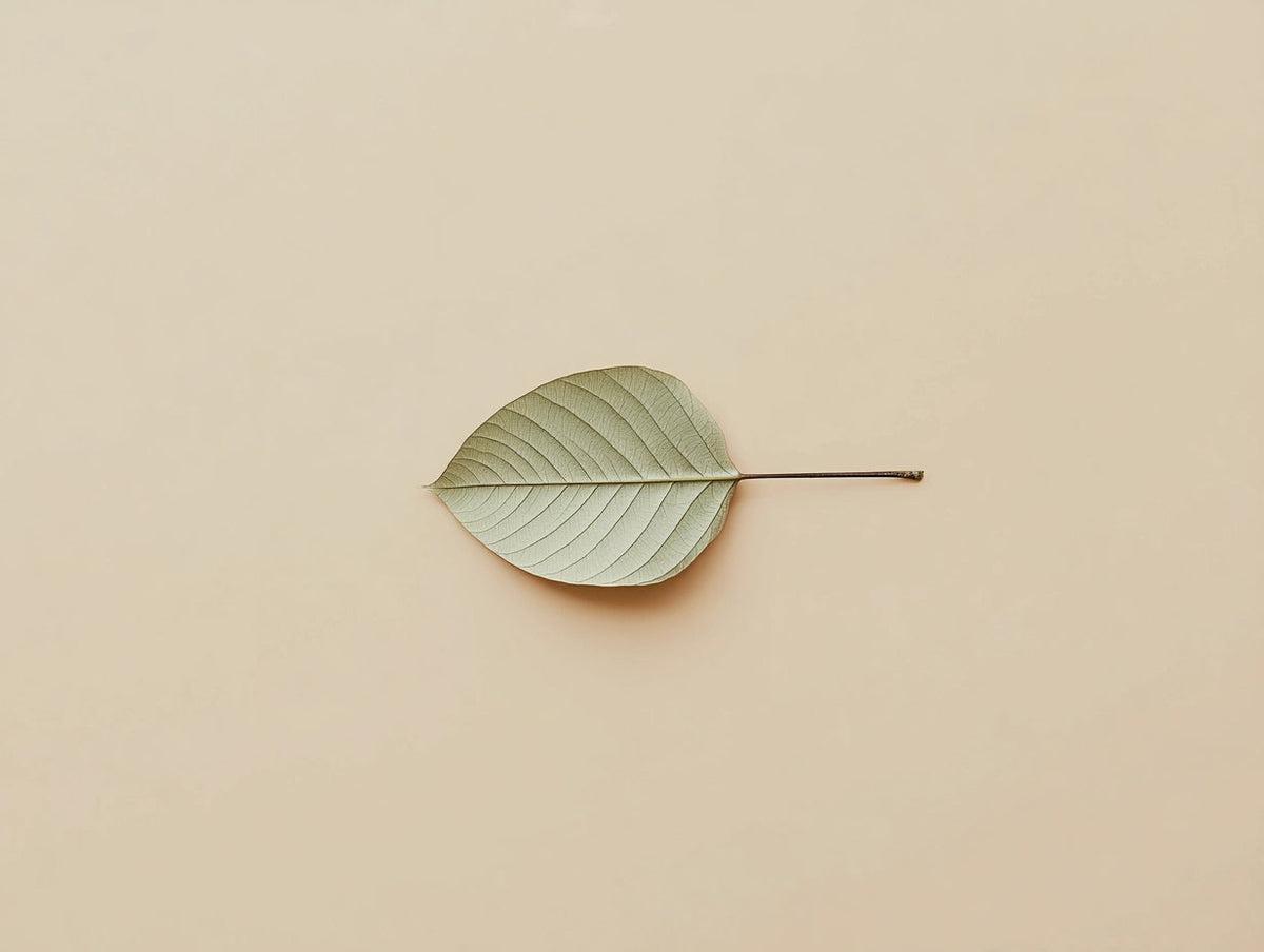 Single green leaf on a beige background