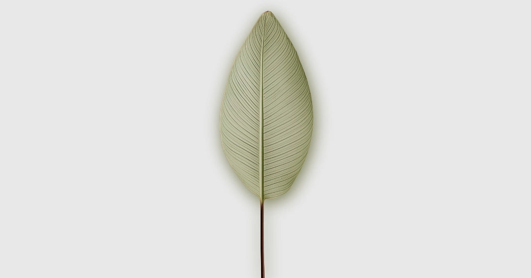 Single green leaf on a light gray background