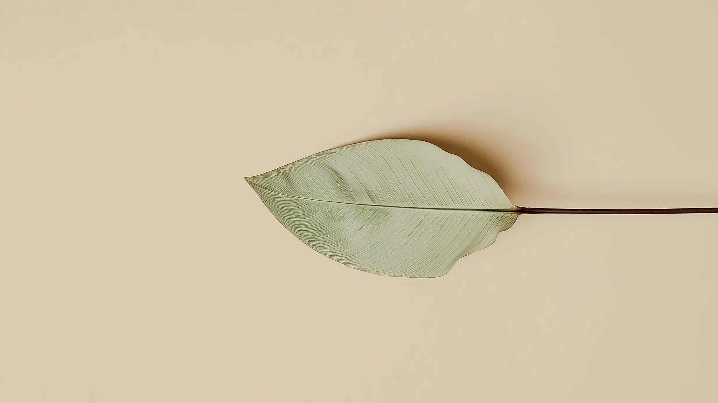 Single green leaf on a beige background